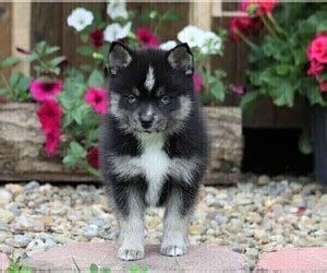 In good health condition and all vaccines given. . Pomsky puppies for sale in indiana